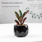 Artificial Green Plant Succulent