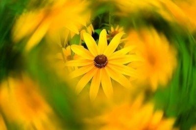 UV Filter / Lens Filter for DJI Phantom 3P / P3A / P3S / P3SE / P3 4K / P4