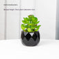 Artificial Green Plant Succulent