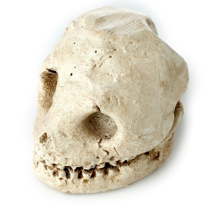 Gothic Gifts Kit de fouille tête de mort