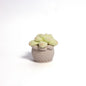 Soft Crochet Succulent Plants