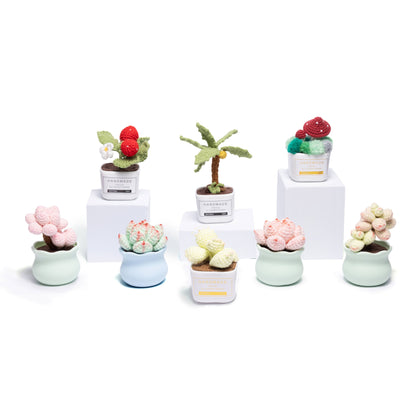 Tranquil Succulent Garden Collection